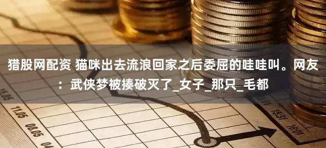 猎股网配资 猫咪出去流浪回家之后委屈的哇哇叫。网友：武侠梦被揍破灭了_女子_那只_毛都